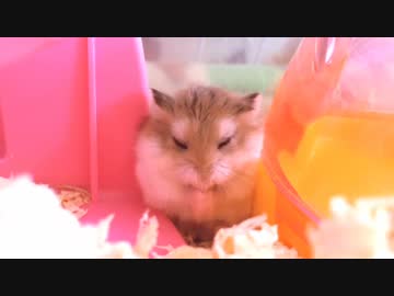 【ロボの日常】挟まってお食事たいむ　うまっっっ