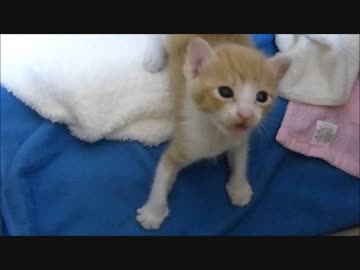 保護猫赤ちゃん、ダンボールから出したら大喜びです