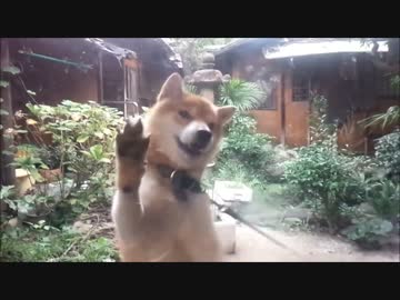 柴犬　早く散歩に行きたいワン＜ドン！