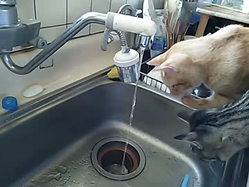 猫VS水