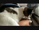 起こしたら手を咀嚼する猫