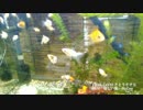 おい、金魚見ねぇか？ Raspberry Pi2で作るハイテク水槽 #2