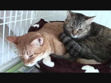 拾いねこ＠生後1191/1158日目　覆いかぶさられてきつそうなアコさん