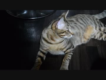【ティガロビ生活記】捨て猫動画10万再生を祝う