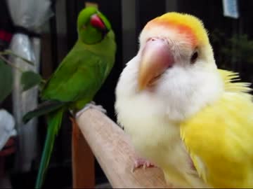 カラフルインコ大集合(１５年１０月９日)