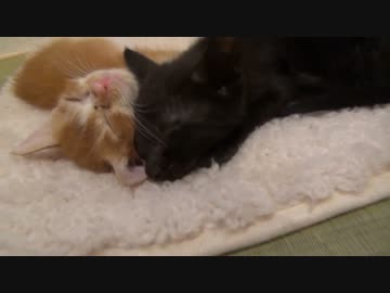 レオとしじみの新生活 Vol.2