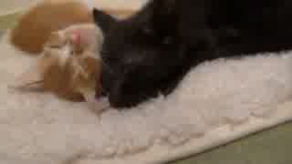 レオとしじみの新生活 Vol.2