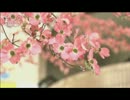 歌ってみた「今、咲き誇る花たちよ」by 月影左京