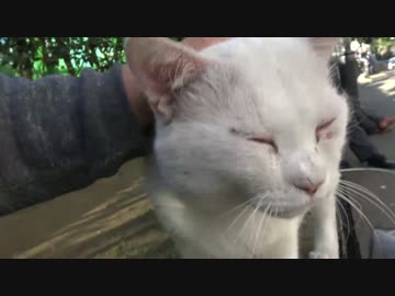 (´・ω・`)顔の白猫、急速に懐こくなる