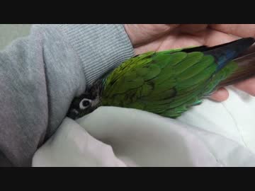 ウロコインコ：チビ【見つめ合い】