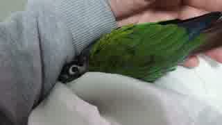 ウロコインコ：チビ【見つめ合い】