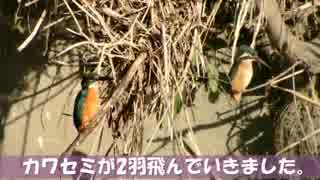 野鳥観察2015年10月06日