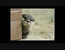 【YMMテスト】ゆっくりひとこと動物雑学