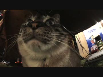 ジャンくんを完全室内飼いします【里親の約束】