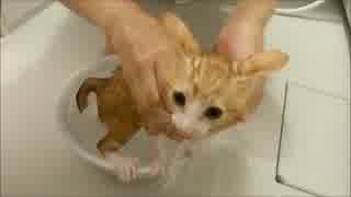 保護猫赤ちゃん、初めてのシャンプー大成功
