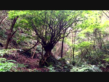 【癒し系ＢＧＭ】 岩乗りの木とせせらぎと鳥の声① 【自然音】