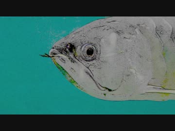 ✿ めめめめめ 歌ってみた feat.花たん