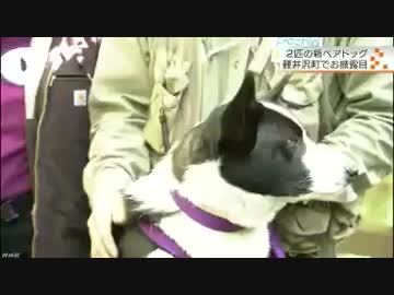 熊を森に追い返すのが任務だワン！