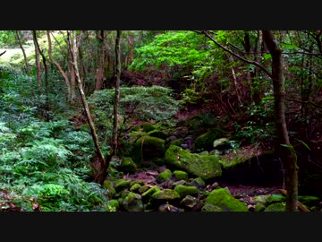 【癒し系ＢＧＭ】 森と野鳥とせせらぎ③　【自然音】