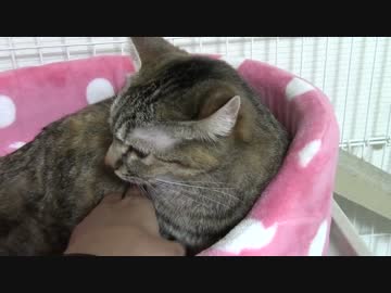 拾いねこ＠生後1192/1159日目　不幸だわ（山城並感）。