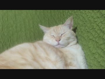 猫のいびき？