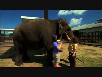 ゾウにがんが少ない理由を解明、米研究