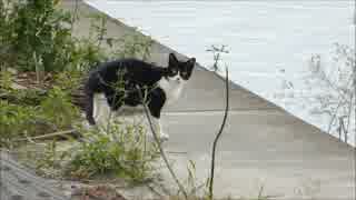 野良母猫、立ち去る　⇒　子猫を連れてくる