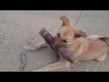 子犬はどうしても薪を持ち上げたい