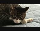 うちの猫の寝姿を撮影してみた（１０月１１日）