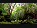【癒し系ＢＧＭ】　渓流　鳥の声①　【自然音】
