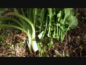 二年目狩猟生活（その４５）