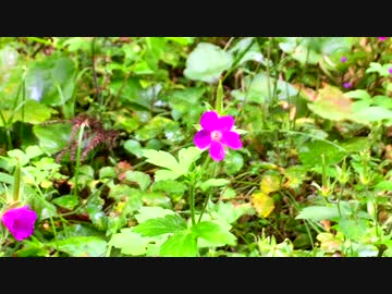 【癒し系ＢＧＭ】　渓流　せせらぎと野の花　【自然音】