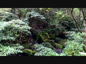 【癒し系ＢＧＭ】　清流　せせらぎ　鳥の声③　【自然音】
