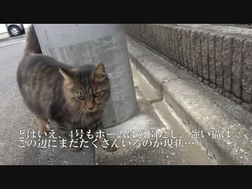 最弱のたぬき(猫)、縄張りからまた追い出されそうになる