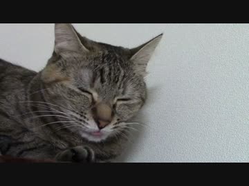 拾いねこ＠生後1193/1160日目　月音さん、べろしまい忘れてますよ！