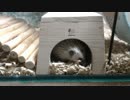 ハリネズミ と 巣箱