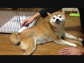 シバイヌ 秋のコーミング