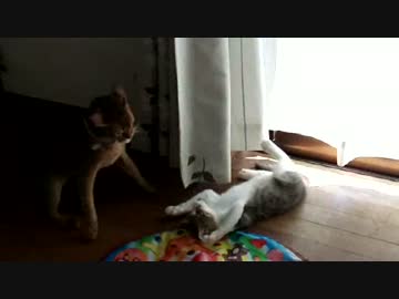 アクロバティックな攻撃を放つもカウンターでKOされる子猫