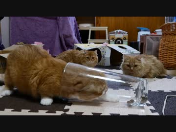 【マンチカンズ】猫と犬の餌の捕り方を観察