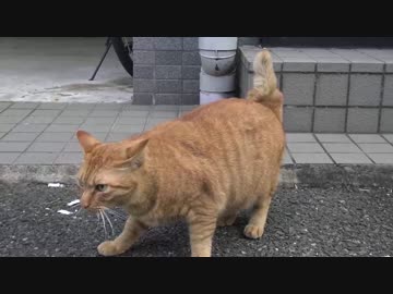 【公園猫戦争】ノーフギャーでフィニッシュです