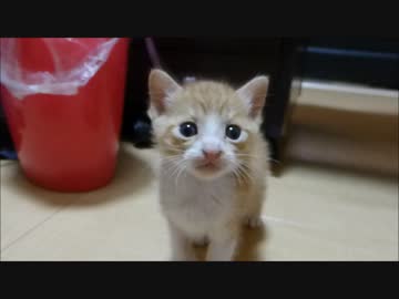 こっちにおいで～～～～～～