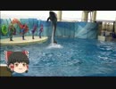 ゆっくりれいむのアクア放浪記　#12　新江ノ島水族館