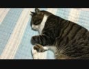 うちの猫の寝姿を撮影してみた（１０月１２日）