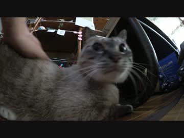 ジャンくんの家猫生活３年10ヶ月　ダッコ２級を目指す！