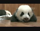 2015年10月10日中継のハイライト 小Y頭（シャオヤートゥ）の双子の弟はカメラ目線！