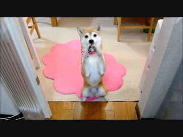 柴犬いち五郎丸のお祈りポーズ