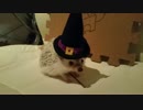 【ハリネズミ】「とらまめ」との生活11