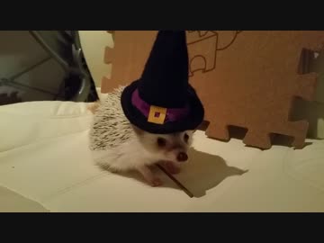 【ハリネズミ】「とらまめ」との生活11