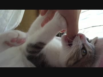 元捨て猫と拾い主、感動の再会(1ヶ月ぶり数回目)