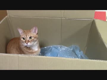 拾いねこ＠生後1195/1162日目　匠さんが大量の景品を入手しました。